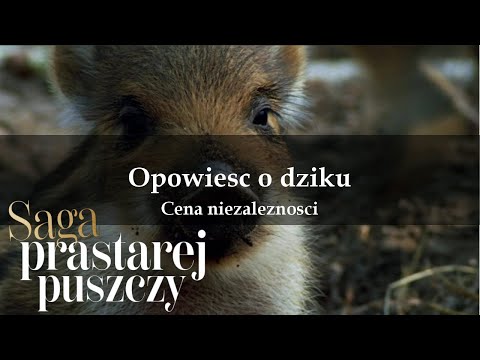 Saga prastarej puszczy 06 Opowieść o dziku Cena niezależności