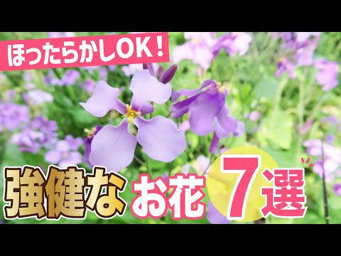 雪の中で咲く花は何ですか?美しい冬に咲く10種  庭園