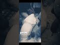 Kyu Judta Is Jahaan Se Tu Ek Din Ye Gujar Hi Jayega WhatsApp Status Shorts