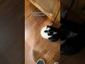 The Cats Meow ️ WujiKitty Cutecats Meows Shortscats Dinnerdrama