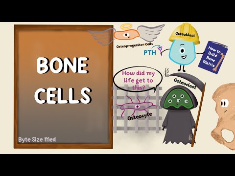 Bone Cells | Bone Physiology | Bone Remodelling | Structure of Bone | Human Histology