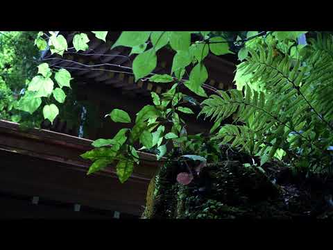 Kifune Soundscape 本宮