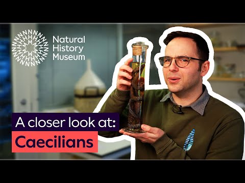 A closer look at caecilians