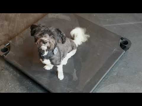 Saratoga Dog Trainers / Clifton Park Dog Trainers / 1.5 Year Old Havanese, Roxy
