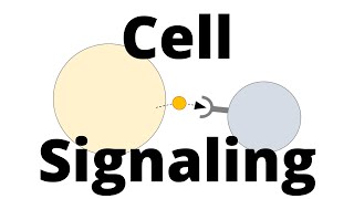 Cell Signalling Types (Paracrine, Endocrine, Juxtacrine, ...)