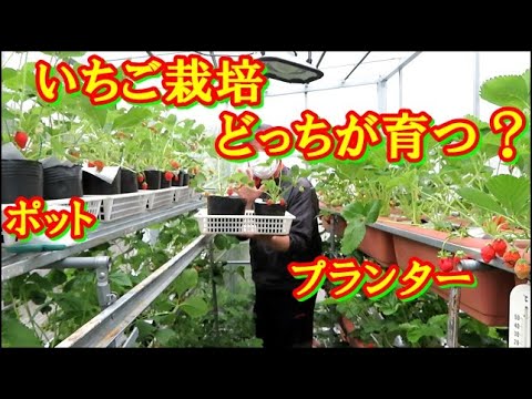 吊り下げイチゴ:植え付けと手入れのヒント 植物