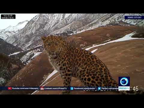 UN MAGNIFIQUE LÉOPARD DES NEIGES EST FILMÉ À SON INSU (CHINE)