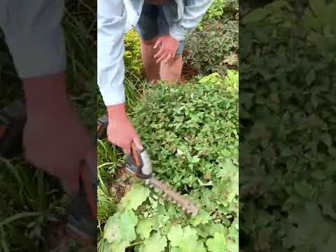 How to Deadhead Spirea