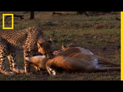 The speed of the mother cheetah's hunt