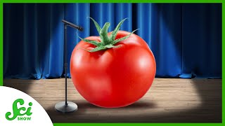 If Tomatoes Could Talk, Here’s What They’d Say | SciShow News