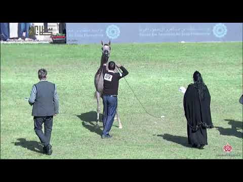 N.89 D JUDI - 2020 PSAIAHF Al Khalediah Show - Fillies 2 Years Old (Class 2B)