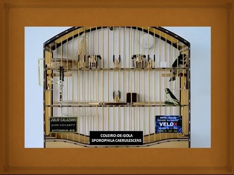 COLEIRO DE GOLA TUI TUI FIBRA (8 Horas Encarte)