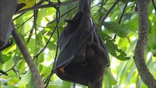 2015-09-26 Fruit Bats, Kakadu, NT