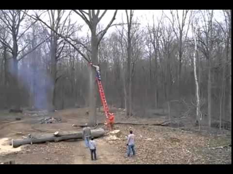 Baum fällen geht daneben  unglück