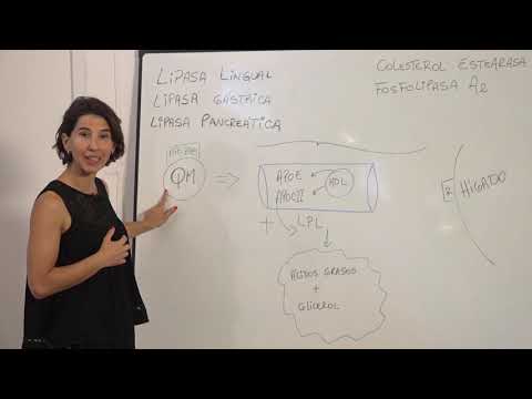 METABOLISMO DE LIPIDOS PARTE 1