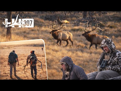 The BIG BULLS Showed Up | Wyoming Bull Down | Late Season Elk Hunt | 4K