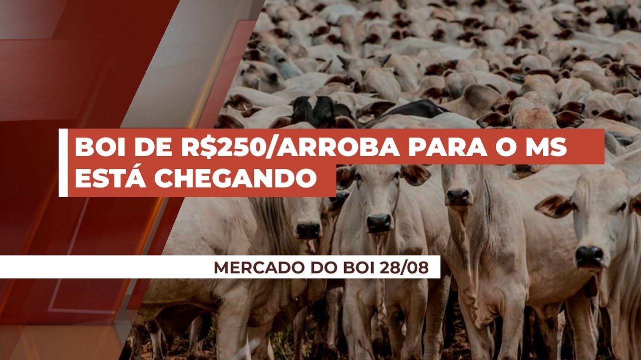 MS sai na frente com arroba de R$245 podendo alcançar R$250 em breve;  oferta restrita e exportaç...