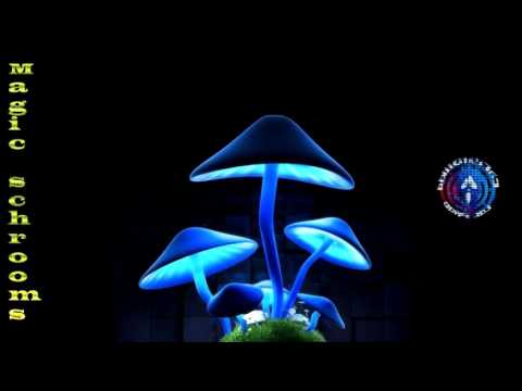Magic schrooms