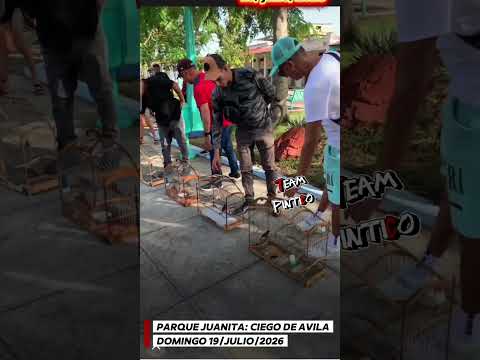 19 de julio 2026, Parque Juanita, TeamPintico, Ruedo o coro de negrito, ciego d Ávila