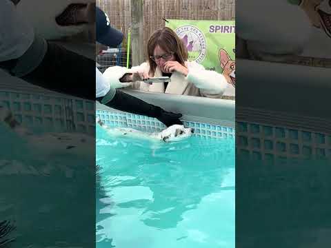 14 year old Belle had never swam before, we think she quite enjoyed it 🐾💦💕🇬🇧