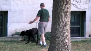Gusto the cadaver dog finds truffles at ESF Syracuse NY 8/20/12