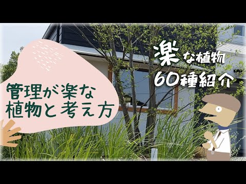 地中海の低木 スキヌス モグラ 地中海の低木 成長が早い