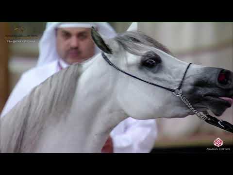 N 161 NAJMA UMM ALUDHAM   22nd Qatar National 2019   2 Years Old Fillies Class 4A