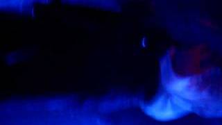 no me celes- miranda en niceto  /aiiii_ellaaa2