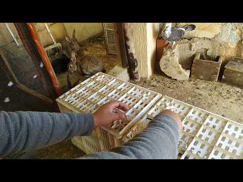 , title : 'كيف اصنع قفص الأرانب'