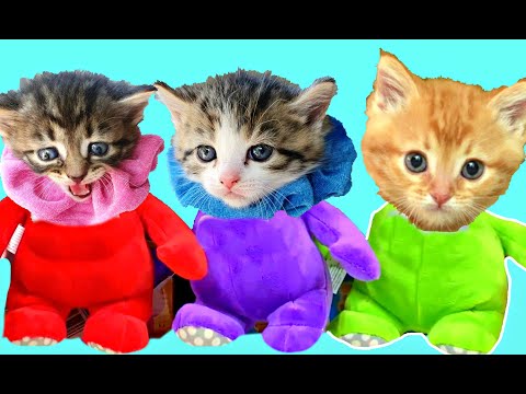 Learn Colours with Cute Little Kittens