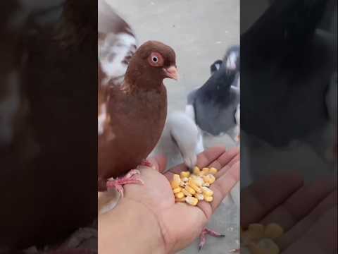 King pigeon video #pigeon #kabutar #kabootar #birds #fancykabutar