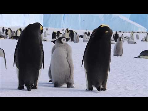The Sounds Of Emperor Penguins And Their Chicks