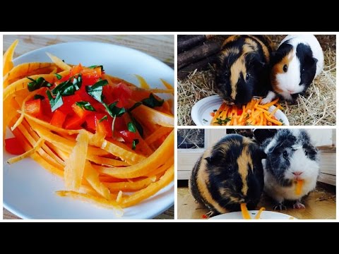 YouTube video about: Can guinea pigs eat pasta?