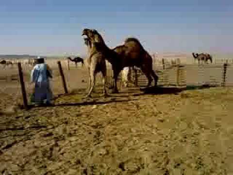 download lagu mp3 mp4 Porhno, download lagu Porhno gratis, unduh video klip Porhno