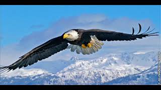 QU&#39;ILS S&#39;ENVOLENT d&#39;isabelle BOULAY cover par jean-jacques SOUIN