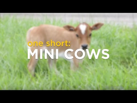, title : 'ONE Short: Mini Cows'