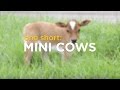 ONE Short: Mini Cows