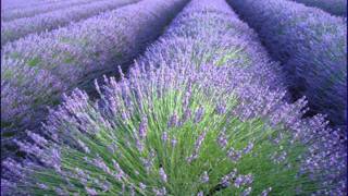 Download lagu OST Lavender - Sin Fu Te Sun Cien mp3 Download lagu OST Lavender - Sin Fu Te Sun Cien mp3