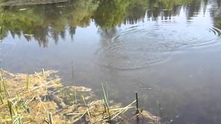 Bluegill time with Tenkara USA Amago