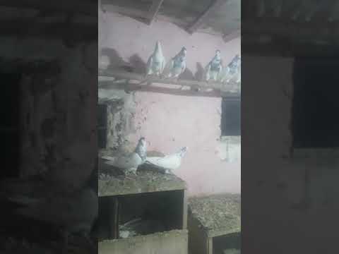 Pantiya wali breathe