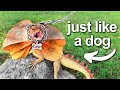 I Got A Pet Dinosaur Kinda