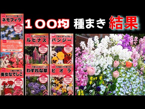 開花後:来年のために花の種を集めます。 庭の練習