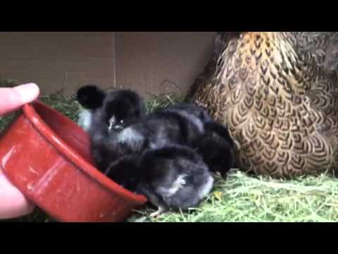 Hühnerküken beim Fressen | Augsburger Huhn | Zwerg-Wyandotte | Naturbrut