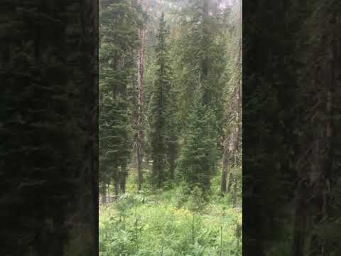 Short video of the forest.