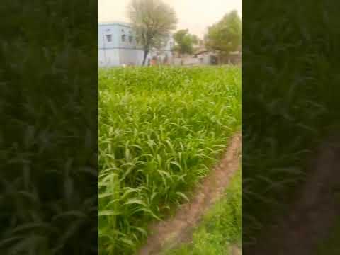 nature beauty ❤️🌹#shorts