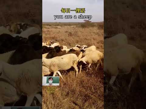 每日一俚语 you are a sheep是什么意思？日常用语，学会就能用 A slang word A day#learn#学习