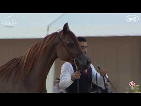 N 70 JOOD AL RIAHI   7th Bahrain Breeders Show 2021   Mares 7+ YearsOld Class 5