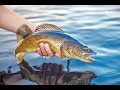 Top 10 Lakes for Walleye Fishing in Iowa