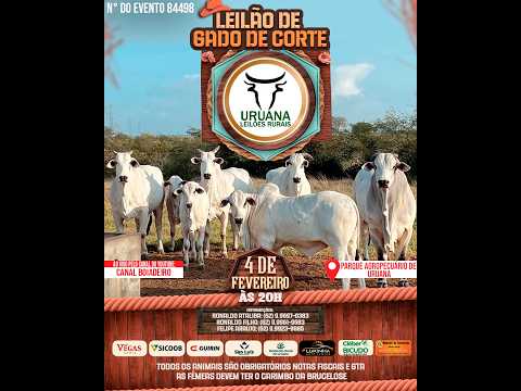 Leilão de Gado -  Uruana Leilões - Leilão de Gado de Corte em Goiás @canal.boiadeiro #live #gado