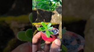 reuse ♻️ and plantation ⬅️#viral #samratgardening#shorts #nature